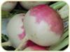 Turnip Milan Purple Top naturally nurtured seed