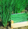 Chives naturally nurtured seed