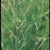 Fennel, Common naturally nurtured seed