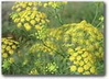 Dill  Goldkrone naturally nurtured seed