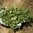 Coriander, Cilantro naturally nurtured seed
