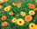 Marigold, Pot naturally nurtured seed