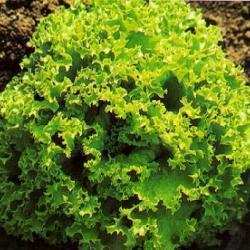 Lettuce Lollo Biondi (looseleaf) naturally nurtured seed