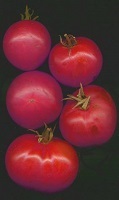 Tomato Berner Rose naturally nurtured seed