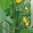 Cucumber Passandra F1 naturally nurtured seed