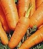 Carrot Danvers Half Long