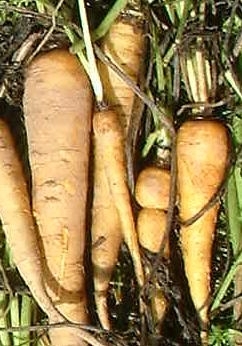 Carrot Jaune De Doubs