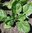 Spinach Renegade F1 naturally nurtured seed