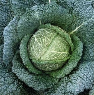 Cabbage Winter King