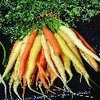 Carrot Rainbow Mix