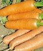 Carrot Resistafly