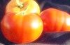 Tomato Marglobe