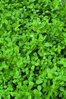 Green Manure Alfalfa
