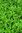 Green Manure Alfalfa