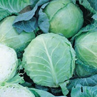 Cabbage Holland Late Winter