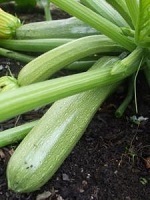 Courgette Genovese naturally nurtured seed
