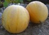 Melon Minnesota Midget