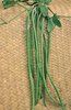 Yard Long Bean Asparagus Green