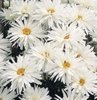Chrysanthemum Leucanthemum Crazy Daisy