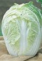 Chinese Cabbage Rubicon F1