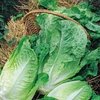 Lettuce Winter Density (cos)