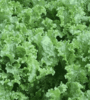 Lettuce Green Ice