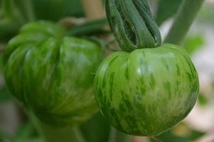 Tomato Green Zebra