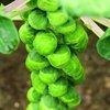 Brussels Sprouts Crispus F1