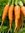 Carrot Caracus