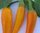 Chilli Bulgarian Carrot