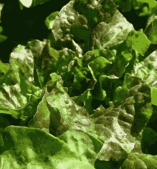 Lettuce Bronze Mignonette (butterhead)