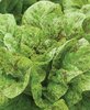 Lettuce Flashy Troutback (romaine) naturally nurtured seed