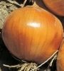Onion Texas Giant