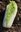 Chinese Cabbage Kaboko F1 naturally nurtured seed