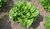 Lettuce Xanadu (cos) naturally nurtured seed