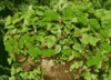 Strawberry Atilla (trailing alpine)