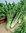Catalogna Cerbiatta (Baby Leaf Lettuce)