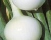 Onion Kosma