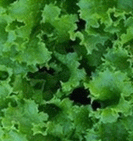 Lettuce Waldman’s Green (looseleaf)