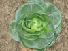 Chicory Grumola Verde nauturally nurtured seed