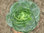 Chicory Grumola Verde nauturally nurtured seed