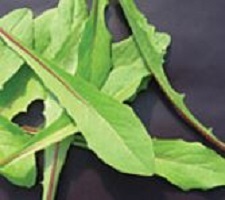 Italiko Rosso (Baby Leaf Chicory)