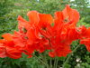 Sweet Pea Red Ensign