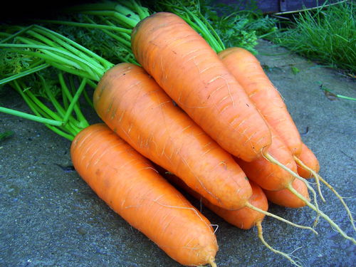 Carrot Katrin