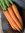 Carrot Yaya F1 naturally nurtured seed