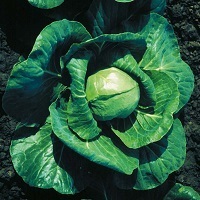 Cabbage Elisa F1