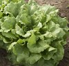 Lettuce Concept (crisphead) naturally nurtured seed