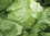 Lettuce Crispino (iceburg) naturally nurtured seed