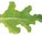 Sulu (Baby Leaf Lettuce)