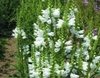 Physostegia Crown of Snow (Obedient Plant)